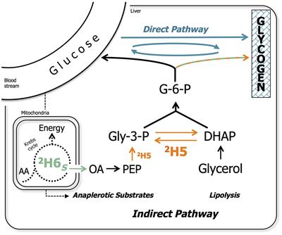 Limitations to Starch Utilization in Barramundi (Lates calcarifer) as Revealed by NMR-Based Metabolomics